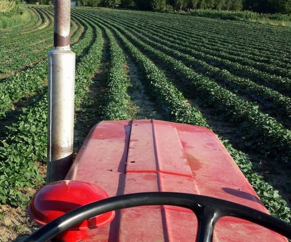 Briga za batat tokom vegetacije Briga za batat tokom vegetacije