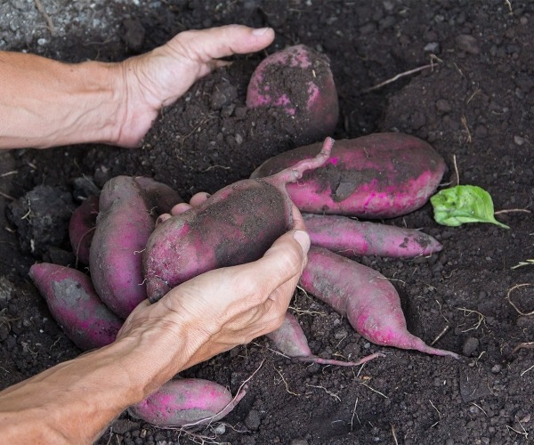 Kako uzgojiti batat? Kako uzgojiti batat?