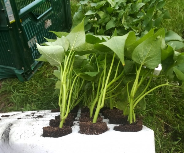 Sadnja presadnica batata Sadnja presadnica batata