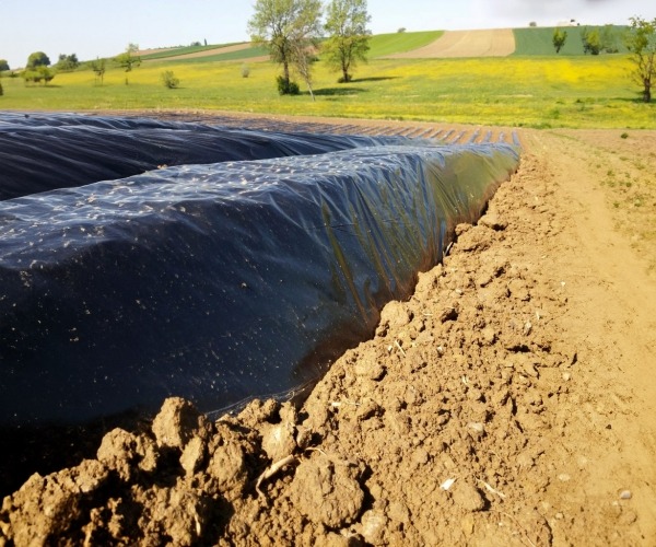 Priprema zemlje za sadnju batata Priprema zemlje za sadnju batata