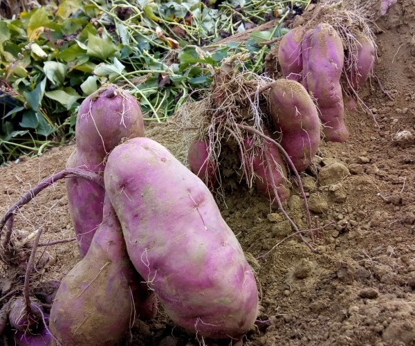 Vađenje batata Vađenje batata