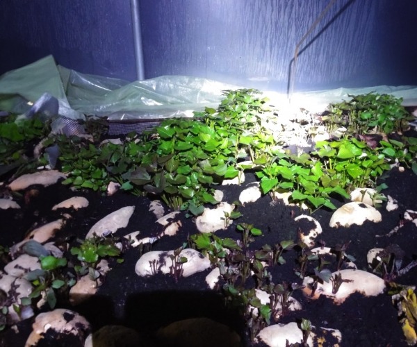 Uzgoj sadnica batata Uzgoj sadnica batata